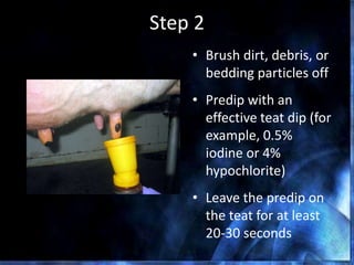 Step 2
• Brush dirt, debris, or
bedding particles off
• Predip with an
effective teat dip (for
example, 0.5%
iodine or 4%
hypochlorite)
• Leave the predip on
the teat for at least
20-30 seconds
 
