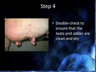 Step 4
• Double-check to
ensure that the
teats and udder are
clean and dry
 