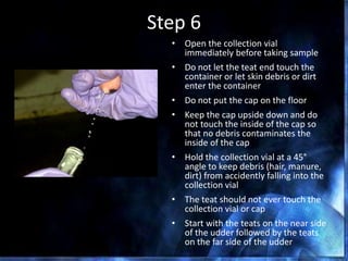 Step 6
• Open the collection vial
immediately before taking sample
• Do not let the teat end touch the
container or let skin debris or dirt
enter the container
• Do not put the cap on the floor
• Keep the cap upside down and do
not touch the inside of the cap so
that no debris contaminates the
inside of the cap
• Hold the collection vial at a 45°
angle to keep debris (hair, manure,
dirt) from accidently falling into the
collection vial
• The teat should not ever touch the
collection vial or cap
• Start with the teats on the near side
of the udder followed by the teats
on the far side of the udder
 