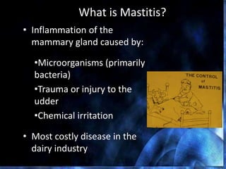 What is Mastitis?
• Inflammation of the
mammary gland caused by:
•Microorganisms (primarily
bacteria)
•Trauma or injury to the
udder
•Chemical irritation
• Most costly disease in the
dairy industry
 