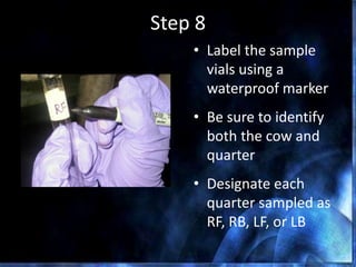 Step 8
• Label the sample
vials using a
waterproof marker
• Be sure to identify
both the cow and
quarter
• Designate each
quarter sampled as
RF, RB, LF, or LB
 