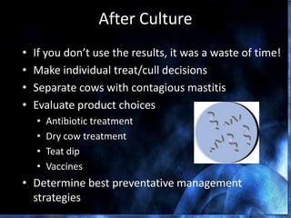 After Culture
• If you don’t use the results, it was a waste of time!
• Make individual treat/cull decisions
• Separate cows with contagious mastitis
• Evaluate product choices
• Antibiotic treatment
• Dry cow treatment
• Teat dip
• Vaccines
• Determine best preventative management
strategies
 