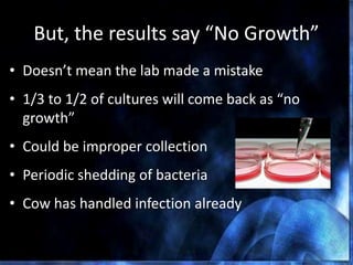But, the results say “No Growth”
• Doesn’t mean the lab made a mistake
• 1/3 to 1/2 of cultures will come back as “no
growth”
• Could be improper collection
• Periodic shedding of bacteria
• Cow has handled infection already
 
