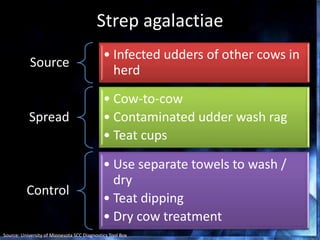 Strep agalactiae
Source
• Infected udders of other cows in
herd
Spread
• Cow-to-cow
• Contaminated udder wash rag
• Teat cups
Control
• Use separate towels to wash /
dry
• Teat dipping
• Dry cow treatment
Source: University of Minnesota SCC Diagnostics Tool Box
 