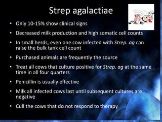 Strep agalactiae
• Only 10-15% show clinical signs
• Decreased milk production and high somatic cell counts
• In small herds, even one cow infected with Strep. ag can
raise the bulk tank cell count
• Purchased animals are frequently the source
• Treat all cows that culture positive for Strep. ag at the same
time in all four quarters
• Penicillin is usually effective
• Milk all infected cows last until subsequent cultures are
negative
• Cull the cows that do not respond to therapy
 