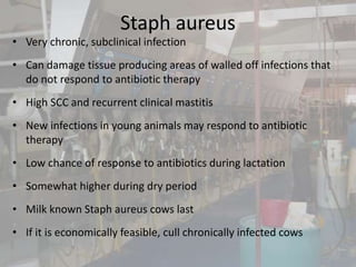Staph aureus
• Very chronic, subclinical infection
• Can damage tissue producing areas of walled off infections that
do not respond to antibiotic therapy
• High SCC and recurrent clinical mastitis
• New infections in young animals may respond to antibiotic
therapy
• Low chance of response to antibiotics during lactation
• Somewhat higher during dry period
• Milk known Staph aureus cows last
• If it is economically feasible, cull chronically infected cows
 