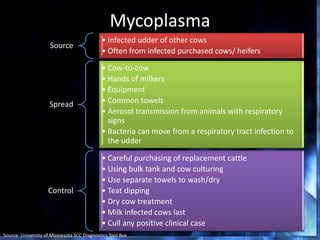 Mycoplasma
Source
• Infected udder of other cows
• Often from infected purchased cows/ heifers
Spread
• Cow-to-cow
• Hands of milkers
• Equipment
• Common towels
• Aerosol transmission from animals with respiratory
signs
• Bacteria can move from a respiratory tract infection to
the udder
Control
• Careful purchasing of replacement cattle
• Using bulk tank and cow culturing
• Use separate towels to wash/dry
• Teat dipping
• Dry cow treatment
• Milk infected cows last
• Cull any positive clinical case
Source: University of Minnesota SCC Diagnostics Tool Box
 