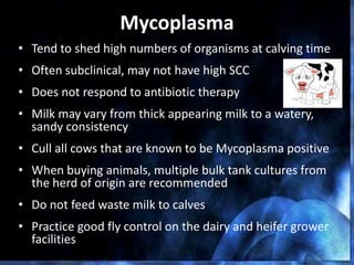Mycoplasma
• Tend to shed high numbers of organisms at calving time
• Often subclinical, may not have high SCC
• Does not respond to antibiotic therapy
• Milk may vary from thick appearing milk to a watery,
sandy consistency
• Cull all cows that are known to be Mycoplasma positive
• When buying animals, multiple bulk tank cultures from
the herd of origin are recommended
• Do not feed waste milk to calves
• Practice good fly control on the dairy and heifer grower
facilities
 