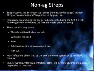 Non-ag Streps
• Streptococcus and Enterococcus species (non-agalactiae streps) include
Streptococcus uberis and Streptococcus dysgalactiae
• Frequently occur during the dry period especially during the first 2 weeks
following dry off and during the first 2-3 weeks prior to calving
• These bacteria may cause
– Clinical mastitis with abnormal milk
– Swelling of the gland
– Fever
– Subclinical mastitis with no apparent signs
– High SCC
• Most infections eliminated by the cow's immune system or by antibiotic
therapy
• Some environmental strep. infections (18%) will become chronic and poorly
responsive to treatment
 