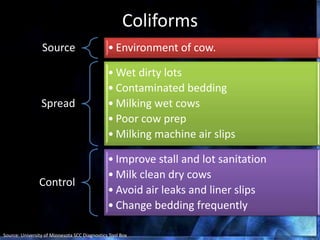 Coliforms
Source • Environment of cow.
Spread
• Wet dirty lots
• Contaminated bedding
• Milking wet cows
• Poor cow prep
• Milking machine air slips
Control
• Improve stall and lot sanitation
• Milk clean dry cows
• Avoid air leaks and liner slips
• Change bedding frequently
Source: University of Minnesota SCC Diagnostics Tool Box
 