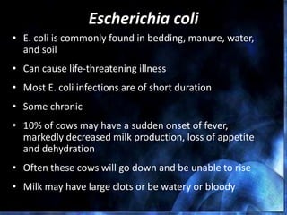 Escherichia coli
• E. coli is commonly found in bedding, manure, water,
and soil
• Can cause life-threatening illness
• Most E. coli infections are of short duration
• Some chronic
• 10% of cows may have a sudden onset of fever,
markedly decreased milk production, loss of appetite
and dehydration
• Often these cows will go down and be unable to rise
• Milk may have large clots or be watery or bloody
 