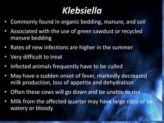 Klebsiella
• Commonly found in organic bedding, manure, and soil
• Associated with the use of green sawdust or recycled
manure bedding
• Rates of new infections are higher in the summer
• Very difficult to treat
• Infected animals frequently have to be culled
• May have a sudden onset of fever, markedly decreased
milk production, loss of appetite and dehydration
• Often these cows will go down and be unable to rise
• Milk from the affected quarter may have large clots or be
watery or bloody
 