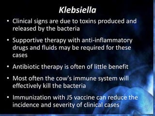 Klebsiella
• Clinical signs are due to toxins produced and
released by the bacteria
• Supportive therapy with anti-inflammatory
drugs and fluids may be required for these
cases
• Antibiotic therapy is often of little benefit
• Most often the cow's immune system will
effectively kill the bacteria
• Immunization with J5 vaccine can reduce the
incidence and severity of clinical cases
 