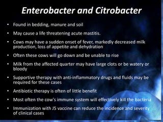 Enterobacter and Citrobacter
• Found in bedding, manure and soil
• May cause a life threatening acute mastitis.
• Cows may have a sudden onset of fever, markedly decreased milk
production, loss of appetite and dehydration
• Often these cows will go down and be unable to rise
• Milk from the affected quarter may have large clots or be watery or
bloody
• Supportive therapy with anti-inflammatory drugs and fluids may be
required for these cases
• Antibiotic therapy is often of little benefit
• Most often the cow's immune system will effectively kill the bacteria
• Immunization with J5 vaccine can reduce the incidence and severity
of clinical cases
 