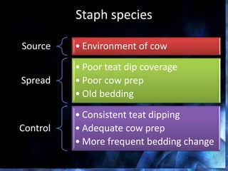 Staph species
Source • Environment of cow
Spread
• Poor teat dip coverage
• Poor cow prep
• Old bedding
Control
• Consistent teat dipping
• Adequate cow prep
• More frequent bedding change
Source: University of Minnesota SCC Diagnostics Tool Box
 