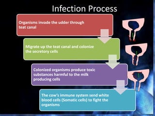 Infection Process
Organisms invade the udder through
teat canal
Migrate up the teat canal and colonize
the secretory cells
Colonized organisms produce toxic
substances harmful to the milk
producing cells
The cow’s immune system send white
blood cells (Somatic cells) to fight the
organisms
 