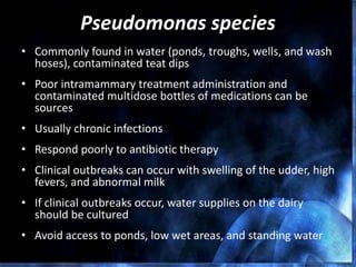 Pseudomonas species
• Commonly found in water (ponds, troughs, wells, and wash
hoses), contaminated teat dips
• Poor intramammary treatment administration and
contaminated multidose bottles of medications can be
sources
• Usually chronic infections
• Respond poorly to antibiotic therapy
• Clinical outbreaks can occur with swelling of the udder, high
fevers, and abnormal milk
• If clinical outbreaks occur, water supplies on the dairy
should be cultured
• Avoid access to ponds, low wet areas, and standing water
 