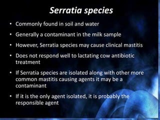 Serratia species
• Commonly found in soil and water
• Generally a contaminant in the milk sample
• However, Serratia species may cause clinical mastitis
• Does not respond well to lactating cow antibiotic
treatment
• If Serratia species are isolated along with other more
common mastitis causing agents it may be a
contaminant
• If it is the only agent isolated, it is probably the
responsible agent
 