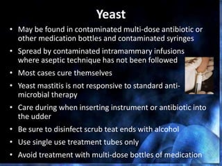 Yeast
• May be found in contaminated multi-dose antibiotic or
other medication bottles and contaminated syringes
• Spread by contaminated intramammary infusions
where aseptic technique has not been followed
• Most cases cure themselves
• Yeast mastitis is not responsive to standard anti-
microbial therapy
• Care during when inserting instrument or antibiotic into
the udder
• Be sure to disinfect scrub teat ends with alcohol
• Use single use treatment tubes only
• Avoid treatment with multi-dose bottles of medication
 