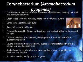 Corynebacterium (Arcanobacterium
pyogenes)• Environmental mastitis (wounds, abscesses, contaminated bedding material
and damaged teat ends)
• Often called “summer mastitis,” more common when humid
• Some cows spontaneously cure
• Does not respond to therapy
• Frequently spread by flies or by direct teat end contact with a contaminated
surface
• Once an infection is established, the prognosis is poor and loss of the
quarter is expected
• Severe clinical mastitis caused by A. pyogenes is characterized by a thick,
yellow, foul smelling discharge
• Stalls should be comfortable and overcrowding should be avoided to
minimize teat injuries
• Establish an effective fly control program
 
