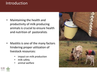 The need for awareness raising on the causes and treatment of mastitis in livestock among pastoralists in southern Ethiopia 
