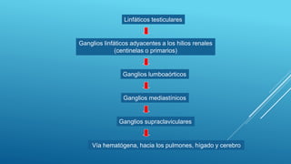 Linfáticos testiculares
Ganglios linfáticos adyacentes a los hilios renales
(centinelas o primarios)
Ganglios lumboaórticos
Ganglios mediastínicos
Ganglios supraclaviculares
Vía hematógena, hacia los pulmones, hígado y cerebro
 