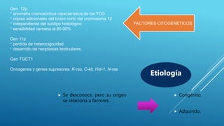 Gen 12p
° anomalía cromosómica característica de los TCG
° copias adicionales del brazo corto del cromosoma 12
° independiente del subtipo histológico
° sensibilidad cercana al 80-90%
Gen 11p
° perdida de heterocigocidad.
° desarrollo de neoplasias testiculares.
Gen TGCT1
Oncogenes y genes supresores: K-ras, C-kit, Hst-1, N-ras
 Se desconoce, pero su origen
se relaciona a factores.
 Congénito.
 Adquirido.
Etiología
FACTORES CITOGENÉTICOS
 
