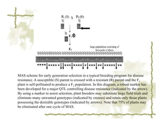 MAS scheme for early generation selection in a typical breeding program for disease
resistance. A susceptible (S) parent is crossed with a resistant (R) parent and the F1
plant is self-pollinated to produce a F2 population. In this diagram, a robust marker has
been developed for a major QTL controlling disease resistance (indicated by the arrow).
By using a marker to assist selection, plant breeders may substitute large field trials and
eliminate many unwanted genotypes (indicated by crosses) and retain only those plants
possessing the desirable genotypes (indicated by arrows). Note that 75% of plants may
be eliminated after one cycle of MAS.
 
