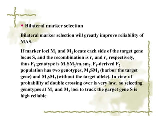 ◆ Bilateral marker selection
Bilateral marker selection will greatly improve reliability of
MAS.
If marker loci M1 and M2 locate each side of the target gene
locus S, and the recombination is r1 and r2 respectively,
thus F1 genotype is M1SM2/m1sm2, F1-derived F2
population has two genotypes, M1SM2 (harbor the target
gene) and M1sM2 (without the target allele). In view of
probability of double crossing over is very low, so selecting
genotypes at M1 and M2 loci to track the garget gene S is
high reliable.
 