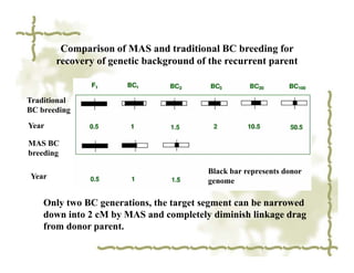 Comparison of MAS and traditional BC breeding for
       recovery of genetic background of the recurrent parent


Traditional
BC breeding
Year

MAS BC
breeding

                                        Black bar represents donor
Year
                                        genome

    Only two BC generations, the target segment can be narrowed
    down into 2 cM by MAS and completely diminish linkage drag
    from donor parent.
 