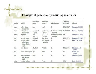 Example of genes for pyramiding in cereals
 