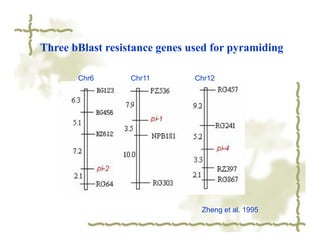 Three bBlast resistance genes used for pyramiding

       Chr6       Chr11        Chr12




                                Zheng et al. 1995
 