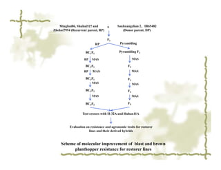 Minghui86, Shuhui527 and       x                      、
                                           Sanhuangzhan 2、IR65482
Zhehui7954 (Recurrent parent, RP)             (Donor parent, DP)

                                    F1
                             RP              Pyramiding

                     BC1F1                  Pyramiding F1

                    RP   MAS                           MAS

                     BC2F1                        F2
                    RP    MAS                          MAS

                     BC3F1                        F3
                         MAS                           MAS

                     BC3F2                        F4
                         MAS                           MAS

                     BC3F3                        F5


                   Test-crosses with II-32A and Huhan11A


          Evaluation on resistance and agronomic traits for restorer
                       lines and their derived hybrids


    Scheme of molecular improvement of blast and brown
          planthopper resistance for restorer lines
 
