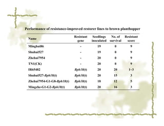 Performance of resistance-improved restorer lines to brown planthopper

                              Resistant    Seedlings    No. of    Resistant
  Name
                                gene      inoculated   survival    score
  Minghui86                       -          19           0          9
  Shuhui527                       -          19           0          9
  Zhehui7954                      -          20           0          9
  TN1(CK)                         -          20           0          9
  IR65482                     Bph18(t)       20          20         1~3
  Shuhui527-Bph18(t)          Bph18(t)       20          15          3
  Zhehui7954-G1-G8-Bph18(t)   Bph18(t)       18          12          5
  Mingzhe-G1-G2-Bph18(t)      Bph18(t)       20          16          3
 