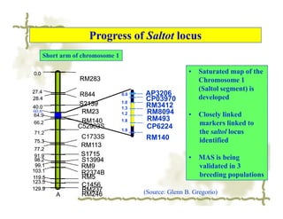 Progress of Saltot locus
      Short arm of chromosome 1

0.0                                                     •   Saturated map of the
                  RM283                                     Chromosome 1
27.4
                                                            (Saltol segment) is
                 R844             0.0   AP3206
28.4                                    CP03970             developed
                 S2139            1.0
40.0                              1.3   RM3412
60.6              RM23                  RM8094
64.9                              1.2                   •   Closely linked
                  RM140           1.8   RM493
66.2
                 C52903S                CP6224              markers linked to
                                  1.9
71.2                                                        the saltol locus
                  C1733S                RM140
75.3                                                        identified
                  RM113
 77.2
                  S1715
 91.9
 98.2             S13994                                •   MAS is being
 99.1             RM9                                       validated in 3
103.1             R2374B
119.5             RM5                                       breeding populations
123.5
                  C1456
129.9             RM237
          A       RM246                 (Source: Glenn B. Gregorio)
 