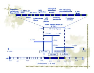 preprotein                                           chloroplast
                                         SAM               membrane               CBL-interacting
      translocase, Sec23/Sec24                                                    protein kinase 19         S_Tkc;
                                         synthetase          protein
      SecA subunit trunk      Ser Thr Kc                                                                    WD40


                          WD40                                       secretory
                                      Receptor like cold                                  Peroxidase,
                                                    shock            peroxidase            putative
                                      kinase
                                                   protein

                                                      SALtol Region ( Major QTL
                                                              K+/Na+)
                                             12.0Mb          0.27 Mb (~40 genes)         12.27 Mb


                                                       12.11Mb            12.27Mb



                                 11.9 Mb                            12.13 Mb


                                                                     12.25Mb                            12.40Mb



11.10Mb                                                                OSJNBa0011P19                                 12.7Mb
                                                B1153f04
                                                              P0426D06                B1135C02


cM
     60.6     60.9        62.5                 64.9          65.4              65.8     66.2     67.6       67.9

                                           Chromosome 1 of Rice
 