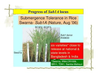 Progress of Sub1A locus
 