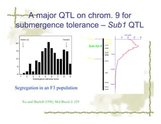 A major QTL on chrom. 9 for
submergence tolerance – Sub1 QTL
                                                                                                LOD score
                                                                                       0   10      20       30   40
                                                           OPQ1600     OPN4
     IR40931-26                                 PI543851                   1200

20                                                                     OPAB16
                                                                            850
                                                                       C1232
                                                            Sub-1(t)
                                                                       RZ698

15                                                                     OPS14 900
                                                                       RG553
                                                                       R1016   50cM
                                                                       RZ206


10                                                         OPH7
                                                               950
                                                                       RZ422



 5
                                                                               100cM

                                                                       C985
 0
     1      2     3    4     5       6      7   8      9
                  Submergence tolerance score
                                                                       RG570
                                                                               150cM


Segregation in an F3 population                                        RG451

                                                                       RZ404




         Xu and Mackill (1996) Mol Breed 2: 219
 