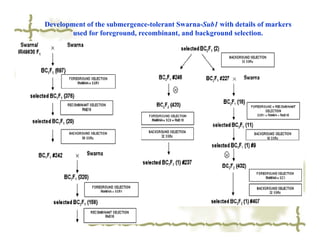 Development of the submergence-tolerant Swarna-Sub1 with details of markers
        used for foreground, recombinant, and background selection.
 