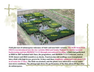Field plot test of submergence tolerance of Sub1 and non-Sub1 varieties. The SUB1 locus from
FR13A was introduced into the rice varieties IR64 and Samba Mahsuri by marker-assisted
backcrossing and into IR49830-7-1-2-2 through conventional breeding. A field trial performed
at IRRI in 2007 included Sub1 lines, the progenitors, and IR49830-7-1-2-2 (tolerant, used as
SUB1 donor) and IR42 (sensitive) as checks. Fourteen-day-old seedlings were transplanted
into a field with high levees, grown for 14 days and then completely submerged with about 1.25
m of water for 17 days. The field was drained, and the plants were allowed to recover under
non-stress conditions. The photograph shows the performance of the lines about 60 days after
de-submergence.
 