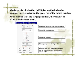 Marker-assisted selection (MAS) is a method whereby
a phenotype is selected on the genotype of the linked marker.
Note: marker isn’t the target gene itself, there is just an
association between them.
       Resistant donor   Recipient

                                     Linkage of the target gene with the marker

                                     Genotypes of the parents




                                     Genotypes of the F1



                                     Three genotypes of the F2 population


                                     Selection with 95% confidence based on
                                     marker genotypes when recombination
                                     rate (r) of 5%
 