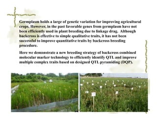 Germplasm holds a large of genetic variation for improving agricultural
crops. However, in the past favorable genes from germplasm have not
been efficiently used in plant breeding due to linkage drag. Although
backcross is effective to simple qualitative traits, it has not been
successful to improve quantitative traits by backcross breeding
procedure.
Here we demonstrate a new breeding strategy of backcross combined
molecular marker technology to efficiently identify QTL and improve
multiple complex traits based on designed QTL pyramiding (DQP).
 