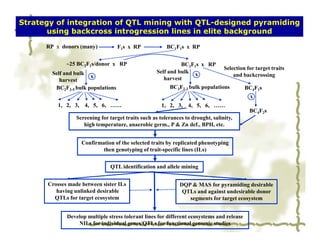 Strategy of integration of QTL mining with QTL-designed pyramiding
       using backcross introgression lines in elite background

      RP x donors (many)            F1s x RP            BC1F1s x RP


             ~25 BC2F1s/donor x RP                            BC3F1s x RP
                                                                                 Selection for target traits
        Self and bulk                               Self and bulk x
                       x                                                             and backcrossing
           harvest                                     harvest
         BC2F3-5 bulk populations                        BC3F2-3 bulk populations          BC4F1s
                                                                                            x
          1, 2, 3, 4, 5, 6, ……                        1, 2, 3, 4, 5, 6, ……
                                                                                            BC4F2s
                 Screening for target traits such as tolerances to drought, salinity,
                    high temperature, anaerobic germ., P & Zn def., BPH, etc.


                   Confirmation of the selected traits by replicated phenotyping
                           then genotyping of trait-specific lines (ILs)


                               QTL identification and allele mining


      Crosses made between sister ILs                         DQP & MAS for pyramiding desirable
         having unlinked desirable                             QTLs and against undesirable donor
        QTLs for target ecosystem                                segments for target ecosystem


             Develop multiple stress tolerant lines for different ecosystems and release
                 NILs for individual genes/QTLs for functional genomic studies
 