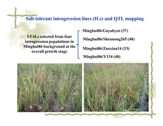 Salt tolerant introgression lines (ILs) and QTL mapping

                               Minghui86/Gayabyeo (37)
 ST-ILs selected from four
                               Minghui86/Shennong265 (40)
introgression populations in
Minghui86 background at the    Minghui86/Zaoxian14 (33)
    overall growth stage
                               Minghui86/Y134 (40)
 