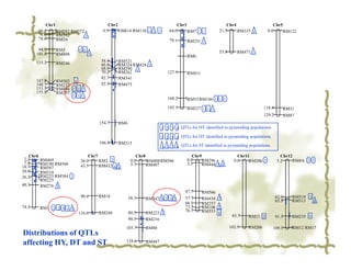 Chr1                          Chr2                             Chr3                     Chr4                     Chr5
           66.4     RM582 RM572           6.9     OSR14 RM110 1 1 2       64.0     RM7 1 1         21.5     RM335 4          0.0     RM122
           71.6     RM312       1
           78.4     RM24                                                  79.1     RM251 1
        94.9      RM5        1 1
       101.4                                                                                       53.8      RM471 2
                  RM488              1
                                                                                   RM6
       115.2                              58.4   RM521
                  RM246                   66.0   RM324 RM424 3
                                          68.0   RM290 4
                                          70.2   RM262                   127.9     RM411
                                          82.7   RM341
       147.8      RM302 4
       148.7      RM212                   92.5   RM475
       153.5      RM486 2 2 2
       155.9      RM297
                          3 3 3
                                                                         168.2     RM55 RM186 1 1 3
                                                                         182.1     RM227 1 1 1                            118.8      RM31
                                                                                                                          129.2      RM87
                                         154.7   RM6
                                                                      1 2 3 4 QTLs for HY identified in pyramiding populations

                                                                      1 2 3 4 QTLs for DT identified in pyramiding populations
                                         186.4   RM213
                                                                      1 2 3 4 QTLs for ST identified in pyramiding populations

    Chr6                          Chr7                     Chr8                       Chr9                    Chr11                 Chr12
 2.2       RM469              36.0     RM2 2            0.0     RM408 RM506        0.0     RM296            0.0    RM286 1        5.2    RM4A 2 3
 7.4       RM190 RM588                                  5.7     RM407              3.3     RM444 3 4
10.7       RM587              43.5     RM432 4 4
20.8       RM510
26.2       RM225 RM584 2
           RM225
40.3       RM276 1
                                                                                  47.7     RM566
                              90.4       RM18                                                                                     62.6   RM519 3
                                                       58.1   RM547 1 2 2 2       57.7     RM434 3
                                                                                  66.1                                            65.5   RM313   4
                                                                                           RM257
74.3       RM3 2 2 3 3 3                                                          73.3     RM108 1
                                                                                  76.7     RM553 4
                             116.6       RM248         80.5   RM223 1
                                                                                                           85.7   RM21 2          91.3   RM235 3
                                                       90.3   RM210
                                                    103.7     RM80                                        102.9   RM206          109.1   RM12 RM17
Distributions of QTLs
                                                    124.6     RM447
affecting HY, DT and ST
 