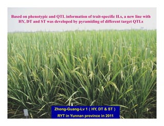 Based on phenotypic and QTL information of trait-specific ILs, a new line with
   HY, DT and ST was developed by pyramiding of different target QTLs




                                        （           ）
                        Zhong-Guang-Lv 1（HY, DT & ST）
                         RYT in Yunnan province in 2011
 