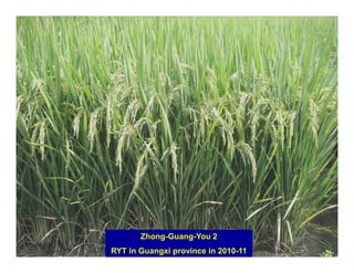 Zhong-Guang-You 2
RYT in Guangxi province in 2010-11
 