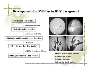 Development of a DMS line in HHZ background

       Jiafuzhan (rr, fertile)
                   Spontaneous mutation

      Jiafuzhan (Rr, sterile)
                    x Jiafuzhan (rr, fertile)

Jiafuzhan (1Rr sterile : 1rr fertile)
                   x HHZ (rr)

    F1 (1Rr sterile : 1rr fertile)

                    x HHZ (rr), backcross 4-5 times
                                                      Anthers with different fertility
  HHZ (1Rr sterile : 1rr fertile)                     A: full sterile anther
                                                      B: full fertile anther
                                                      C,D: partial fertile anther
 