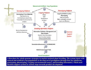 A flowchart for whole-genome strategies in marker-assisted plant breeding. The system starts with
natural and artificial crop populations to develop novel germplasm through four key platforms,
genotyping, phenotyping, e-typing (environmental assay), and breeding informatics, which need
decision support system in various steps towards product development.
 