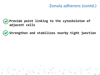 Provide point linking to the cytoskeleton of
adjacent cells
Strengthen and stabilizes nearby tight junction
Zonula adherens (contd.)
 